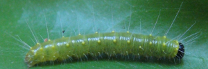 Larvae